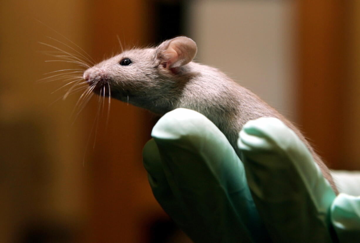 FILE - A technician holds a laboratory mouse at the Jackson Laboratory, Jan. 24, 2006, in Bar Harbor, Maine. The lab ships more than two million mice a year to qualified researchers. Eight years ago, a team of researchers launched a project to carefully repeat influential lab experiments in cancer research. They recreated 50 experiments, the type of work with mice and test tubes that sets the stage for new cancer drugs. They reported the results Tuesday, Dec. 7, 2021: About half the scientific claims didn't hold up. (AP Photo/Robert F.