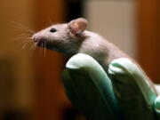 FILE - A technician holds a laboratory mouse at the Jackson Laboratory, Jan. 24, 2006, in Bar Harbor, Maine. The lab ships more than two million mice a year to qualified researchers. Eight years ago, a team of researchers launched a project to carefully repeat influential lab experiments in cancer research. They recreated 50 experiments, the type of work with mice and test tubes that sets the stage for new cancer drugs. They reported the results Tuesday, Dec. 7, 2021: About half the scientific claims didn't hold up. (AP Photo/Robert F.