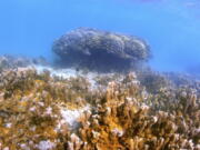 Fish swim near a head of coral in Kaneohe Bay, Hawaii on Oct. 1. Scientists are trying to speed up coral's evolutionary clock to build reefs that can better withstand the impacts of global warming.