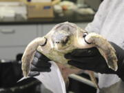 In this photo provided by the Mississippi Aquarium, one of 40 cold-stunned Kemp's ridley turtles is seen that the facility is caring for. The turtles arrived in Gulfport on Friday, Dec. 3, 2021.