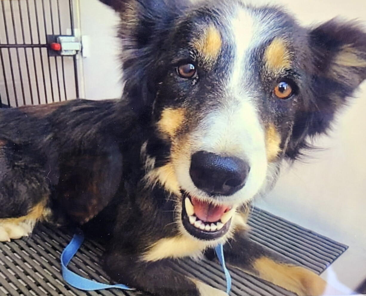 In this Dec. 1, 2021, photo provided by the Humane Society of the Pikes Peak Region, rescued dog Jessie Lee is seen in Colorado Springs, Colo. The dog went missing for two weeks and was rescued from a ledge about 50 yards above a creek and is now back home. An animal control officer with the Humane Society of the Pikes Peak Region anchored herself to a wooden fence and rappelled down to the dog, who immediately wagged her tail and crawled towards the officer during the Dec. 1 rescue, the humane society said Monday, Dec. 13, 2021, on Facebook.