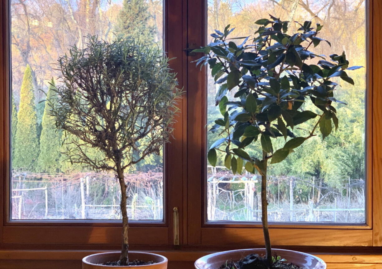 This undated photo shows a rosemary plant, left, and a Bay Laurel, right, in New Paltz, NY. Rosemary is an herb ideal for growing on a windowsill in winter, provides aroma, flavoring and beauty.