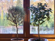 This undated photo shows a rosemary plant, left, and a Bay Laurel, right, in New Paltz, NY. Rosemary is an herb ideal for growing on a windowsill in winter, provides aroma, flavoring and beauty.