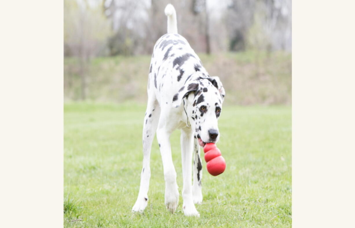 Kong, a classic toy for dogs, can be filled with treats to keep a lonely pup occupied.