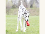 Kong, a classic toy for dogs, can be filled with treats to keep a lonely pup occupied.