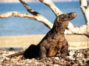 This undated photo provided by researcher Bryan Fry shows a Komodo dragon at Komodo National Park in Indonesia. In 2021, construction for tourism in Komodo National Park has raised concerns from the United Nations officials, environmental activists and residents about damage to habitat of the Komodo dragon.