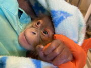 A male infant Sumatran orangutan was born to Menari on Friday, Christmas Eve at the Audubon Zoo in New Orleans. His twin was stillborn, officials at the zoo said Monday.