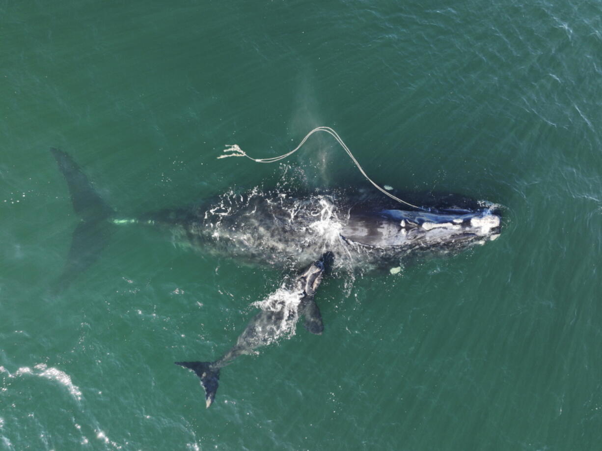 This Dec. 2, 2021, photo provided by the Georgia Department of Natural Resources shows an endangered North Atlantic right whale entangled in fishing rope being sighted with a newborn calf in waters near Cumberland Island, Ga.