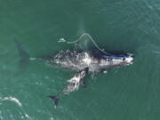 This Dec. 2, 2021, photo provided by the Georgia Department of Natural Resources shows an endangered North Atlantic right whale entangled in fishing rope being sighted with a newborn calf in waters near Cumberland Island, Ga.