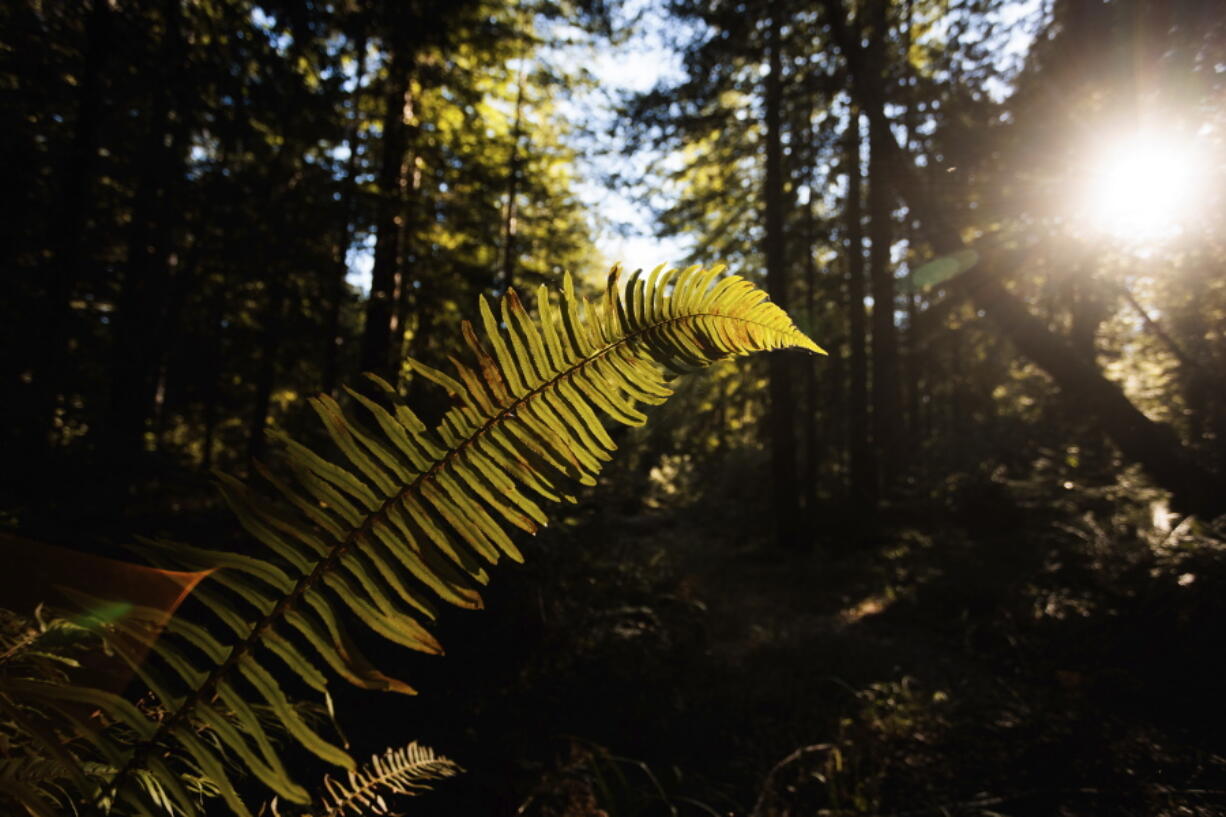 In this photo provided by Save the Redwoods League is the Lost Coast Redwoods property near Rockport, Calif., on Dec. 2, 2021. The group plans to buy and preserve the five mile stretch of rugged Northern California coast that has been logged for more than a century and still features some old-growth redwoods.