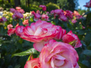 Hybrid tea roses in the Portland Rose Test garden.