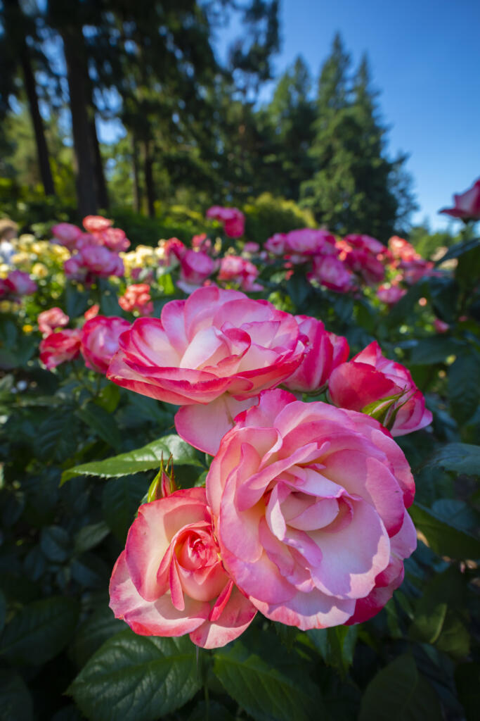 Hybrid tea roses in the Portland Rose Test garden.