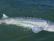 With fork tails and massive bodies, big sturgeon, look like toothless sharks coming to the boat.