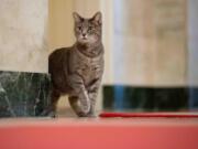 Willow, the president and first lady's new cat, explores her new digs in the West Wing.