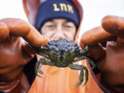 Lummi Natural Resources field technician Lisa Balton holds a European Green Crab pulled from a crab trap along the shoreline of the Sea Pond on Thursday, Dec. 10, 2021.