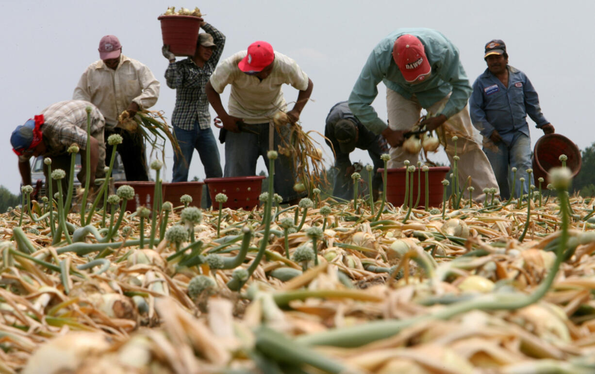 Migrant workers harvest Vidalia onions from a field in Lyons, Georgia, on Tuesday, April 24, 2007.