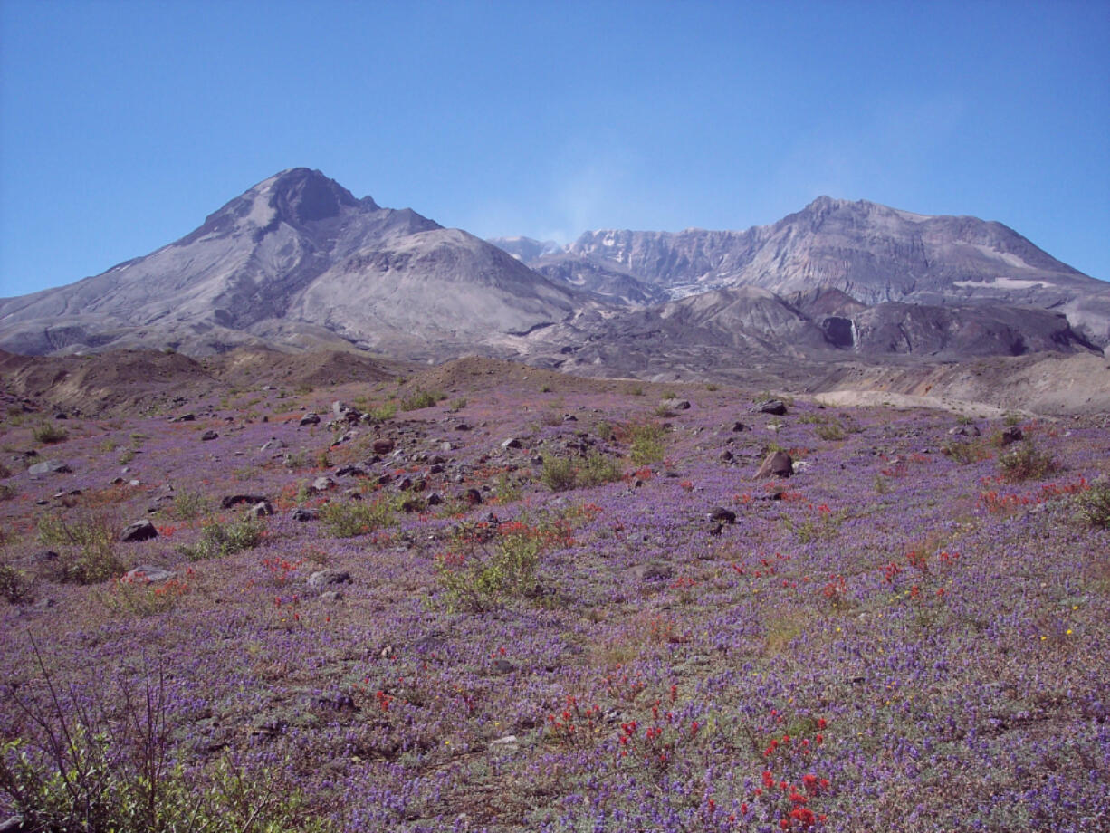 Mount St. Helens puffs away in this view from the Pumice Plain between the volcano and Spirit Lake.  The U.S. Forest Service's plan to build a road through Spirit Lake's Pumice Plain is set to move forward this summer.