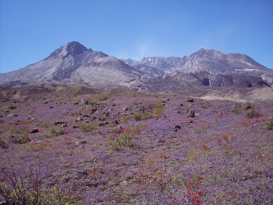 Mount St. Helens puffs away in this view from the Pumice Plain between the volcano and Spirit Lake.  The U.S. Forest Service's plan to build a road through Spirit Lake's Pumice Plain is set to move forward this summer.