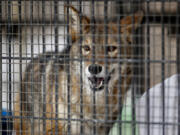 Rocky the coyote paces in a cage Jan. 5 at the River Trail Nature Center in Northbrook, Ill. (Armando L.