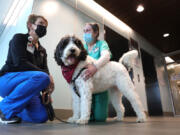 Denise Minor, Mount Carmel Health System's vice president of patient care services and chief nursing officer, left, brings her labradoodle, Gracie, to the hospital to comfort exhausted staff during the pandemic. Unit coordinator Kathy Wills, right, visits with Gracie on Dec. 28 at Mount Carmel Grove City in Grove City, Ohio.