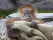 This male Sumatran orangutan named Kaja was born Jan. 4 to Indah, a 35-year-old female at the San Diego Zoo.