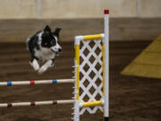 A border collie jumps Saturday during the Boston Terrier Club of Western Washington's agility trials in Ridgefield.