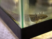 An axolotl swims in a tank at Alley Cat Pet Center. Axolotls are neotenic, meaning they retain their adolescent form into adulthood, including the feathery gills that fan out around their necks.