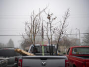 Various trees fill the back of a pickup truck Saturday, Jan. 15, 2022, at Evergreen Bible Church in Vancouver. Volunteers with the Portland-based Friends of Trees organization spent the morning planting some 75 trees all over central Vancouver.