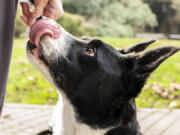 River a border collie from the Redding Area looks at his owner Lin Drafton on Monday, Dec. 20, 2021, after he walked in front of the UC Davis Small Animal Pet Clinic in Davis. River suffered spinal injuries and was paralyzed in his hind legs after collapsing unexpectedly in October can stand and is beginning to walk again, following neurosurgery by UC Davis veterinarians.