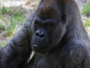 This June 2018 photo provided by Zoo Atlanta shows Ozzie, the world's oldest male gorilla. Ozzie was found dead by his care team at the Atlanta zoo Tuesday, Jan. 25, 2022 zoo officials announced. He was 61.