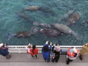 Cool temperatures brought dozens of manatees to the Florida Power and Light Manatee Lagoon in Riviera Beach, Fla. Wednesday, Jan 19, 2022. Last year was devastating for the gentle creatures, with a record set for mortality. The sea cows come to the power plant discharge area to bask in the warm water.