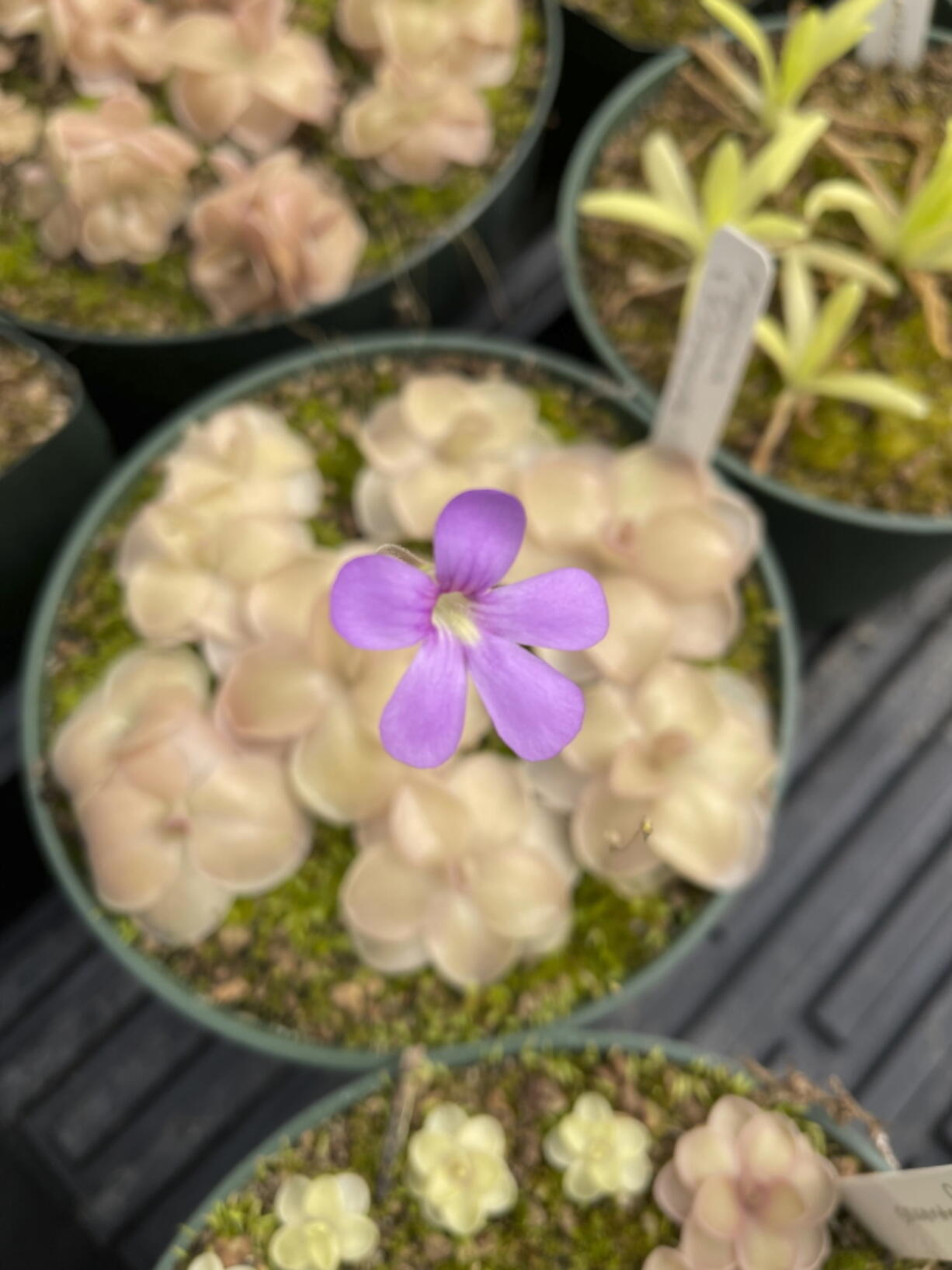 A butterwort (Pinguicula cyclosecta) plant in bloom.