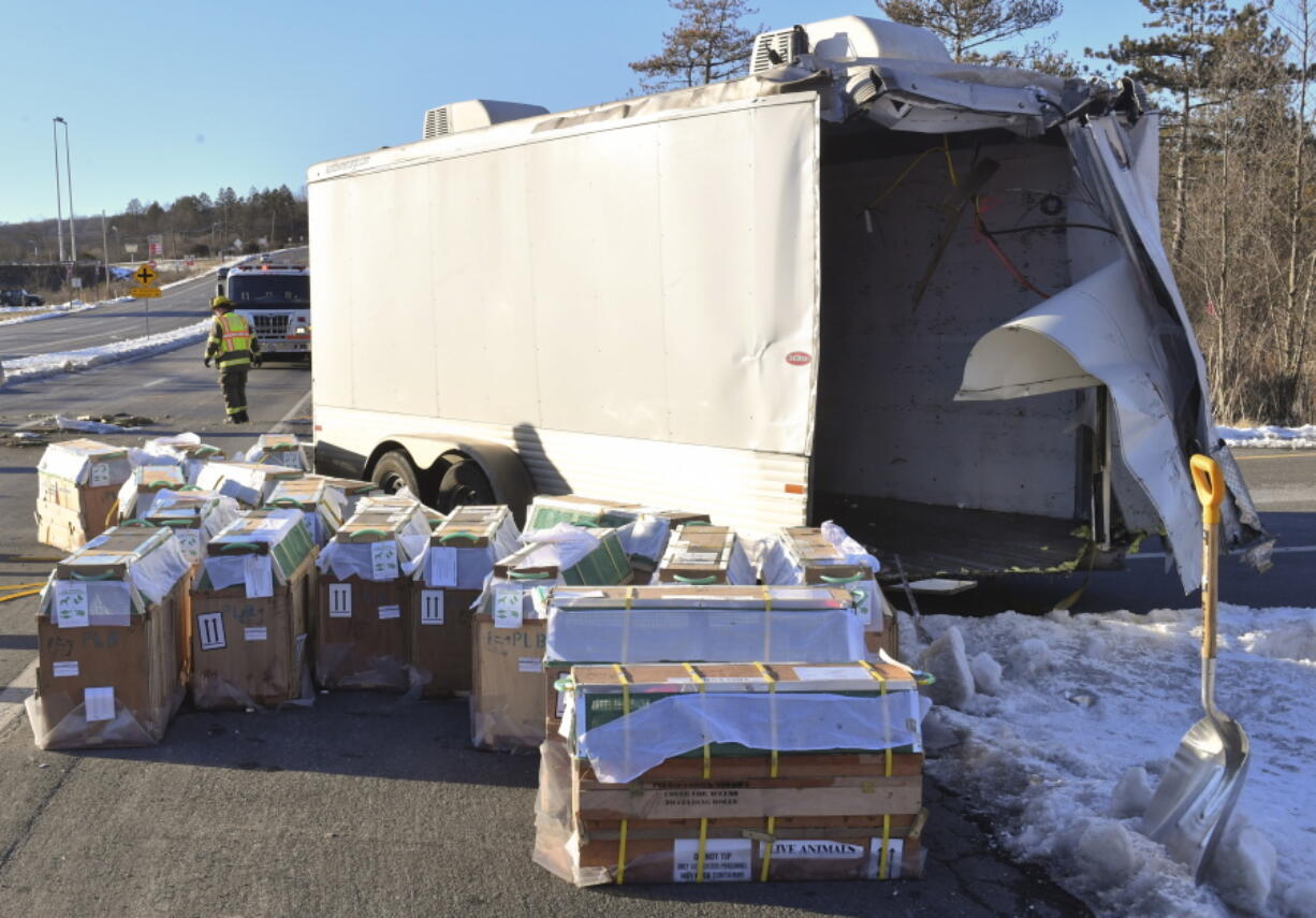 Crates holding live monkeys are collected next to the trailer they were being transported in along state Route 54 at the intersection with Interstate 80 near Danville, Pa., Friday, Jan. 21, 2022, after a pickup pulling the trailer carrying the monkeys was hit by a dump truck. They were transporting 100 monkeys and several were on the loose at the time of the photo.