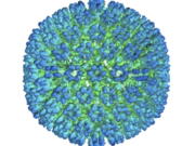 An illustration of the outer coating of the Epstein-Barr virus. (U.S.