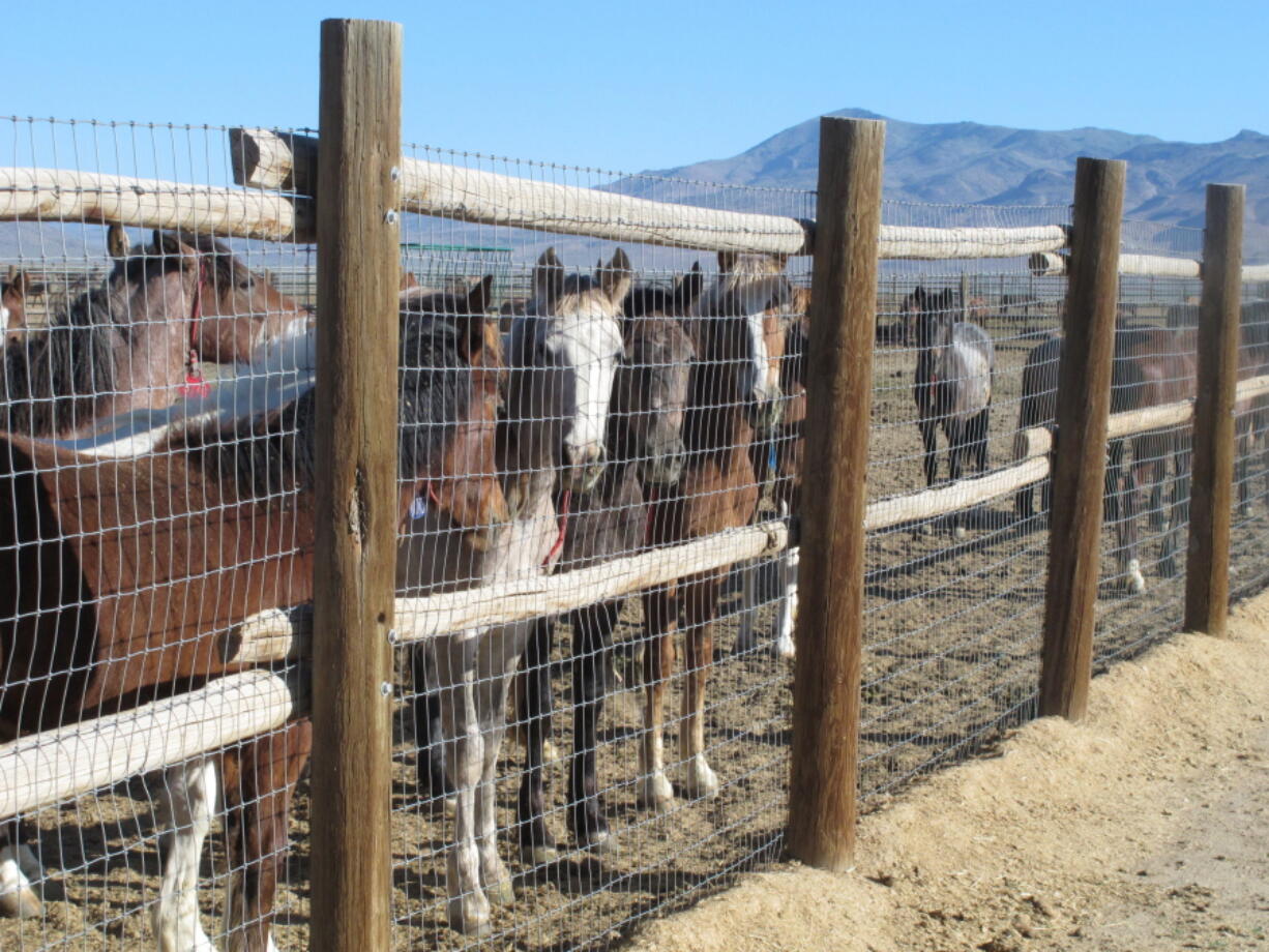 FILE - Horses stand behind a fence at the BLM Palomino Valley holding facility on June 5, 2013, in Palomino Valley, Nev. A federal judge is considering temporarily suspending the capture of wild horses in Nevada where their advocates say the federal government is  "needlessly and recklessly" killing free-roaming mustangs in violation of U.S. laws.