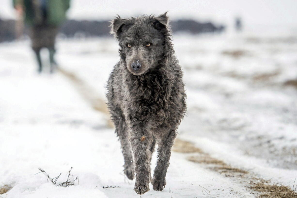 A black mudi, a Hungarian species of shepherd dogs, helps to drive a herd of 120 buffaloes in Budapest, Hungary.