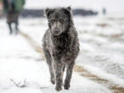 A black mudi, a Hungarian species of shepherd dogs, helps to drive a herd of 120 buffaloes in Budapest, Hungary.