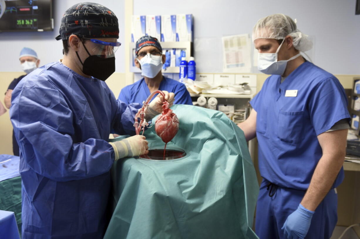 In this photo provided by the University of Maryland School of Medicine, members of the surgical team show the pig heart for transplant into patient David Bennett in Baltimore on Friday, Jan. 7, 2022. On Monday, Jan. 10, 2022 the hospital said that he's doing well three days after the highly experimental surgery.