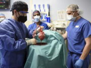 In this photo provided by the University of Maryland School of Medicine, members of the surgical team show the pig heart for transplant into patient David Bennett in Baltimore on Friday, Jan. 7, 2022. On Monday, Jan. 10, 2022 the hospital said that he's doing well three days after the highly experimental surgery.