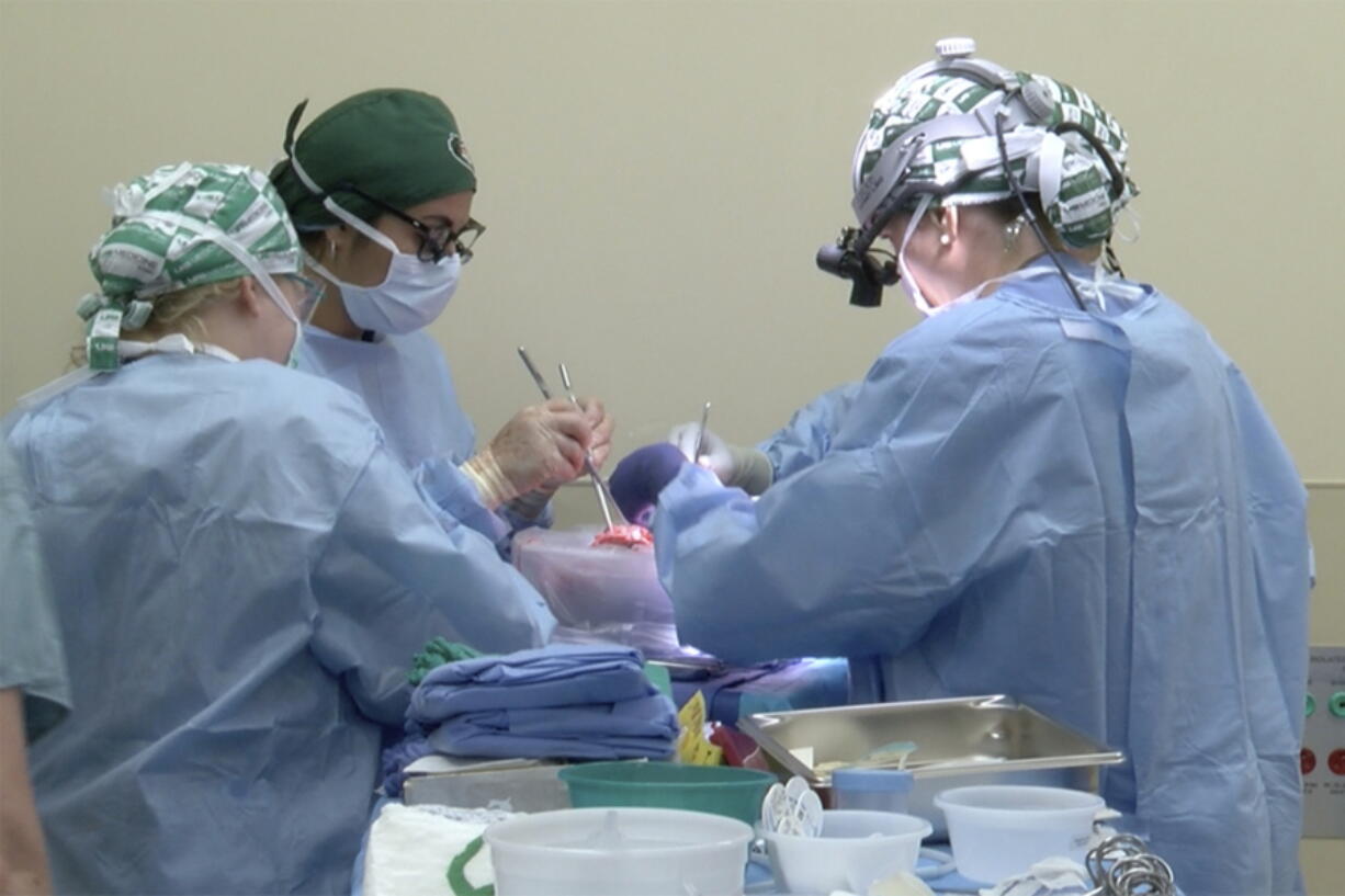 In this photo provided by the University of Alabama at Birmingham, surgeons prepare to transplant kidneys from a genetically modified pig into the body of a deceased recipient in September 2021. The experimental procedure was a step-by-step rehearsal for operations they hope to try in living patients possibly later in 2022, part of a quest to use animal organs to save human lives.