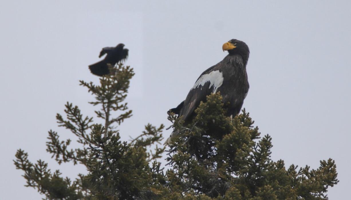 In this Dec. 31, 2021 photo provided by Zachary Holderby, a Steller's sea eagle is seen off Georgetown, Maine near a crow. The rare eagle has taken up residence thousands of miles from its home range, delighting bird lovers and baffling scientists.