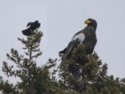 In this Dec. 31, 2021 photo provided by Zachary Holderby, a Steller's sea eagle is seen off Georgetown, Maine near a crow. The rare eagle has taken up residence thousands of miles from its home range, delighting bird lovers and baffling scientists.