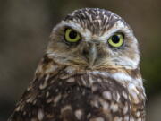 A burrowing owl in a habitat at the San Diego Zoo Safari Park, Calif., in 2014.