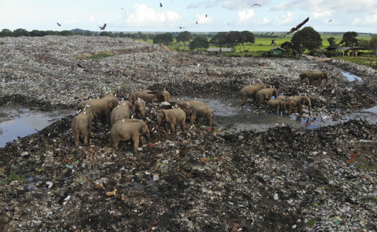 Wild elephants scavenge for food at an open landfill in Pallakkadu village in Ampara district, about 130 miles east of the capital Colombo, Sri Lanka, on Jan. 6.