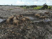 Wild elephants scavenge for food at an open landfill in Pallakkadu village in Ampara district, about 130 miles east of the capital Colombo, Sri Lanka, on Jan. 6.