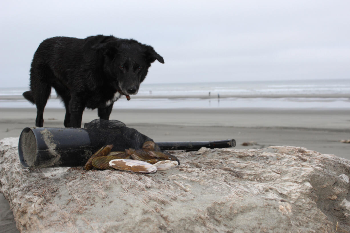 Clamming is more fun, and safer, when you go with family or friends, even four-legged friends. It is a social event, and a festival atmosphere prevails during the digs.