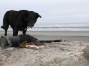 Clamming is more fun, and safer, when you go with family or friends, even four-legged friends. It is a social event, and a festival atmosphere prevails during the digs.