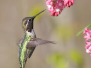 A male Anna's hummingbird feeds on a red flowering currant.