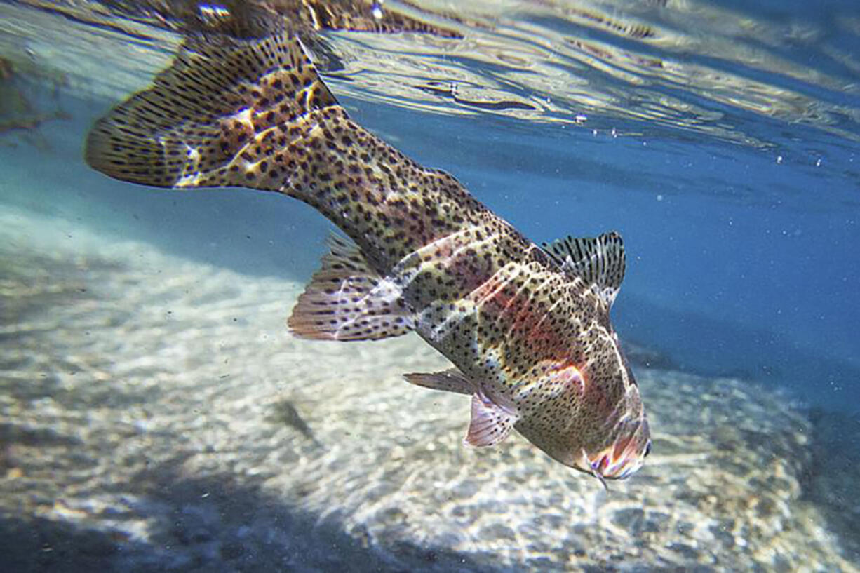 A rainbow trout swims back to deeper water after being released by a fly fisherman.