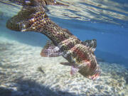 A rainbow trout swims back to deeper water after being released by a fly fisherman.